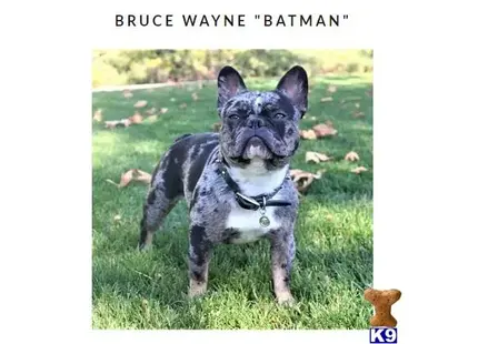 French Bulldog